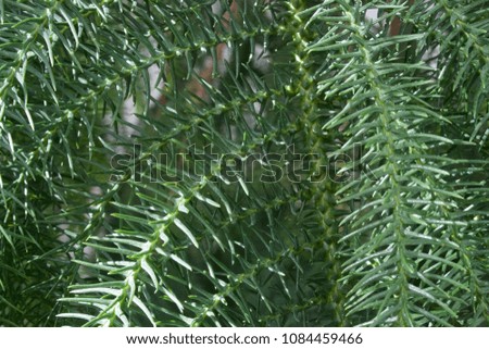 Strange green needle colour plant pattern