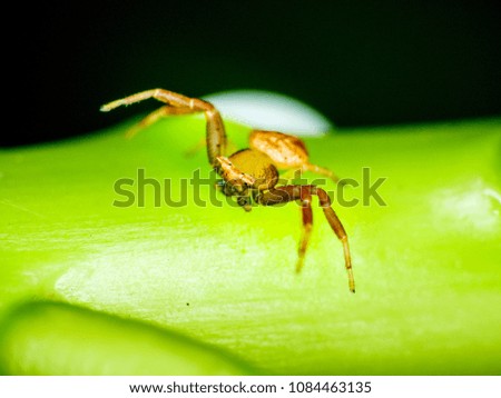 Colourful male crab spider on green leaf from macro photography with blurry background