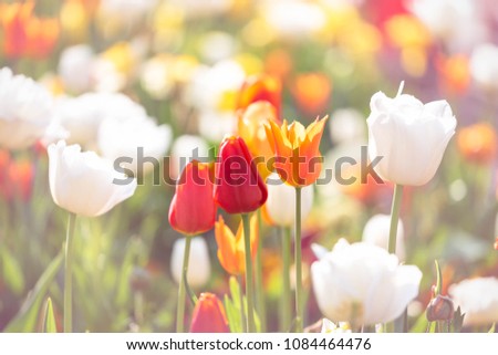Beautiful tulips as bouquet of tulips,colorful tulips in spring season in the garden