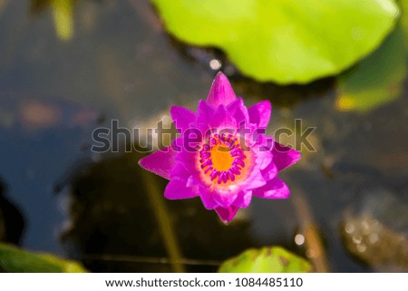 
Vintage retro picture of lotus flower in pond.