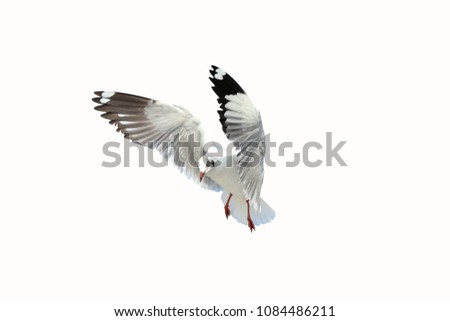 Seagull flying isolate on white background.