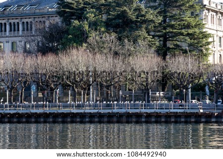 The city of maple trees. Beside Lake Como in Italy. Maple tree in winter. Urban scene. Urban beauty