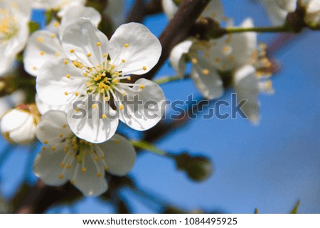 pear flowers in the spring garden