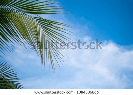 Coconut or palm leaf against cloud blue sky background. Sunny day concept.