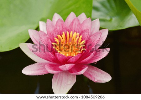 The lotus in the flower bloom is very beautiful