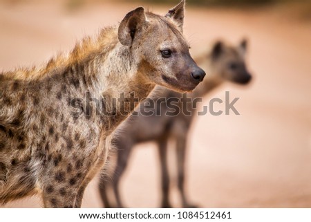 Close up portrait of a spotted hyena, with clan mate in the background.  National Park, South Africa