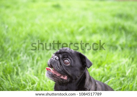 Black pug doing tricks for treats