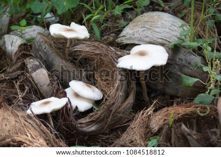 Mushroom in the garden
