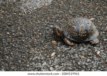 Turtle walking across gravel looking for safety 
