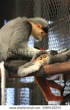 Douc Langur Monkey Mother treat her baby with love and care.