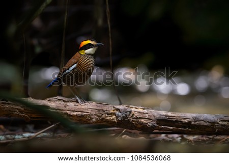 Stunning  bird with 7 color pitta standing on the log in tropical forest bokeh in background.Colorful bird Malayan banded pitta.