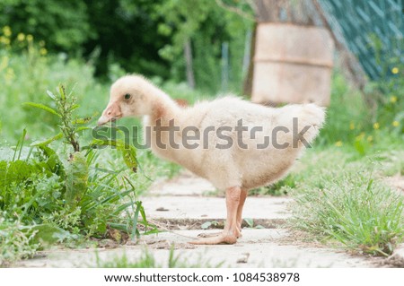 Goose chick eat in the farm