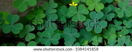 shamrocks green clover leaves background