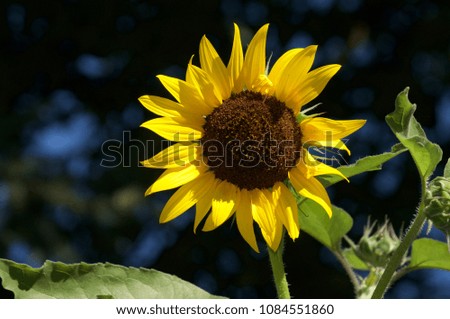 Yellow Sunflower Against a dark and blue background.