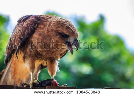 The Borneo Eagle