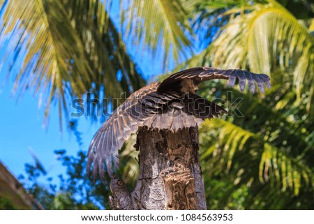 The Borneo Eagle