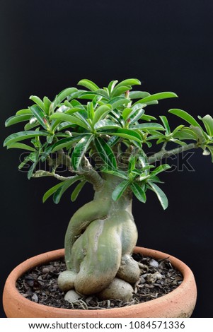 Adenium tree or desert rose in bonsai style, planted in clay pots. Black background. 