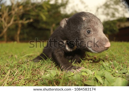 Sloth bear cub