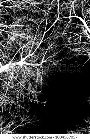 photo, silhouettes of tree branches on a black background