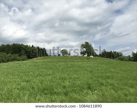 Green hill with horses and cows
