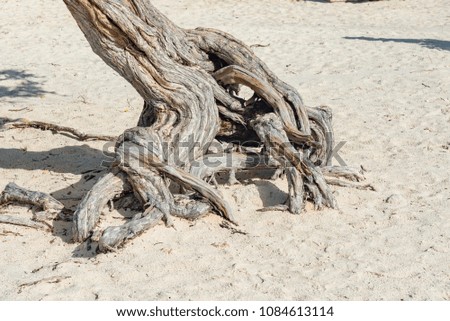 Eagle Beach of Aruba on the Caribbean Sea with the typical tree on the white sand with the typical roots on the surface
