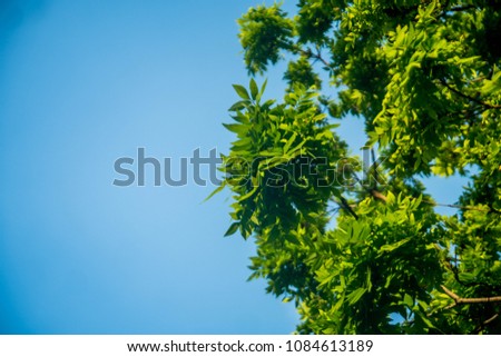 tree and blue sky in autumn