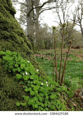 Shamrock  growing in oak woodland