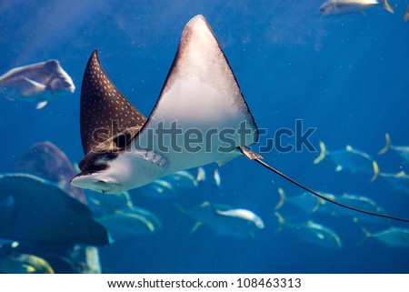 Manta ray floating underwater among other fish Royalty-Free Stock Photo #108463313