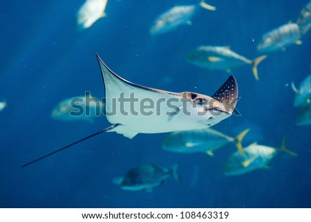 Manta ray floating underwater among other fish Royalty-Free Stock Photo #108463319