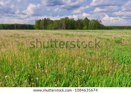 Dandelions on a green summer meadow 