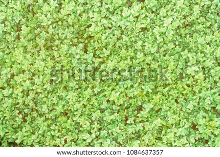 green hedge or Green Leaves, Beautiful background of young green foliage
