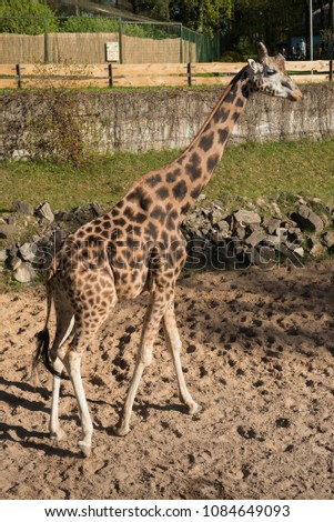 A giraffe walking in its cage in a zoo, full body photo
