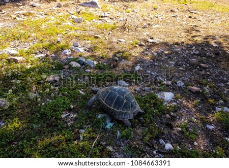 Little turtle walking in the nature