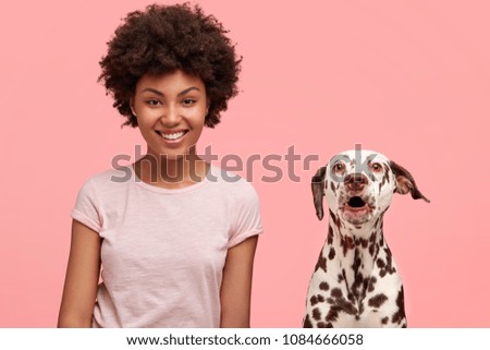 Lovely mixed race female with Afro hairstyle, being in good mood after stroll with favourite dalmatian dog, looks positively at camera, feels refreshed and full of energy, isolated on pink wall