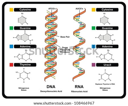 Vector DNA vs RNA infographic diagram structure cytosine guanine adenine thymine uracil genetic chromosome gene molecule concept part base pair sugar phosphate backbone biology science education  Royalty-Free Stock Photo #108466967
