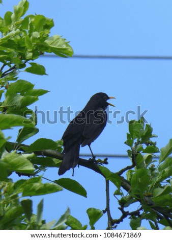 Photo of a beautiful male blackbird singing on the branch of a tree in front of the blue sky