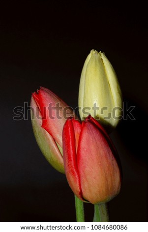 Cropped Shot Of Fresh Tulips On Black Background.