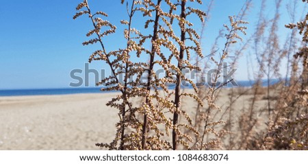 Plant with sea background