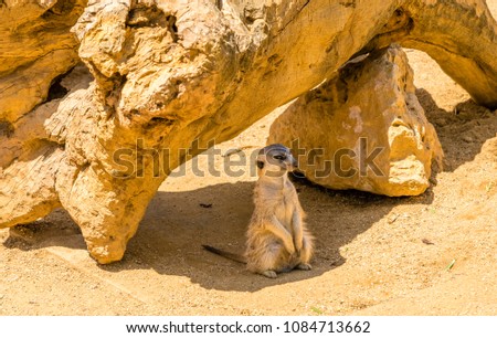 
meerkats. animals of the savannah