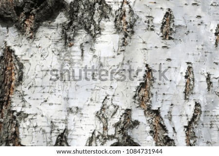The bark of Russian birch