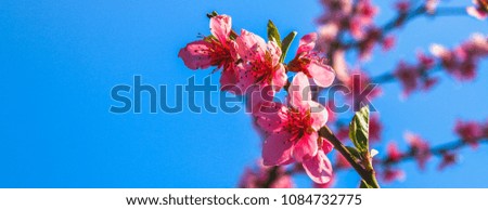Pink beautiful flowers of a peach tree on a sunny day. Banner