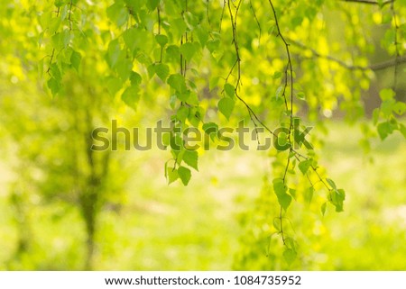 Young green leaves of birch tree on branch. Close up fresh of birch leaves in springtime
