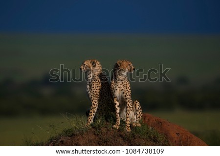 Cheetahs on a mount scanning the Horizon 