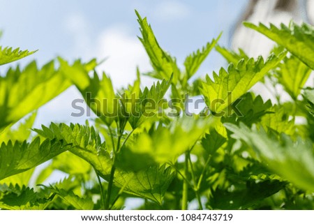 dense leaves of a green plant in the garden, spring plants in a home garden, green background of leaves