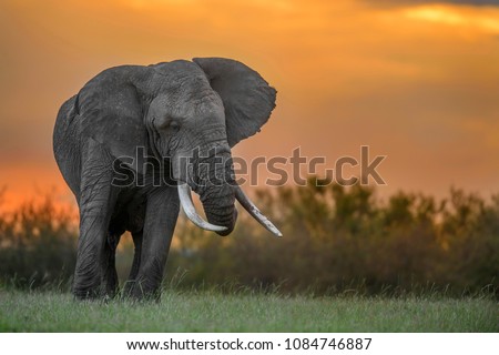 Elephant in the Golden Background of Sunset 