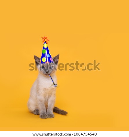 Siamese Party Cat Wearing Birthday Hat