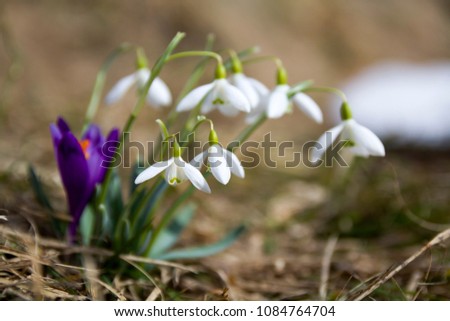 Group of beautiful tender snowdrops and one bright violet crocus growing together in dry grass in Carpathian mountains. Ecology problems and beauty of nature concept.