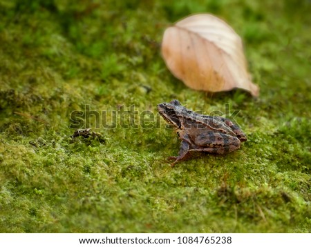 Small frog in the forest among moss. Poland