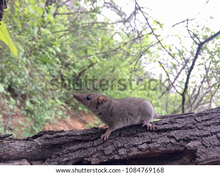 The little gray short tailed opossum