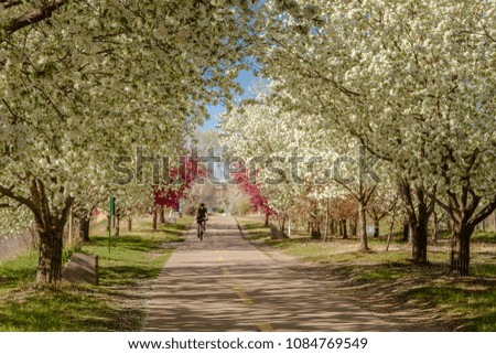 Biker riding on bike path in urban setting lined with blooming crab apple trees in late afternoon light